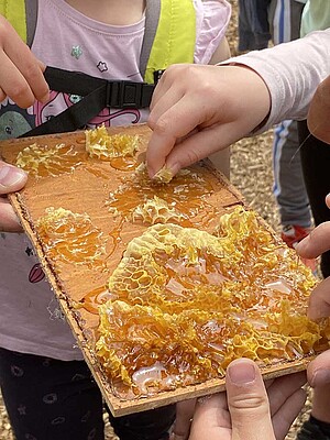 Bienenprojekt Uns Darßer Schaul