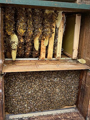 Bienenprojekt Uns Darßer Schaul - Bienenstock